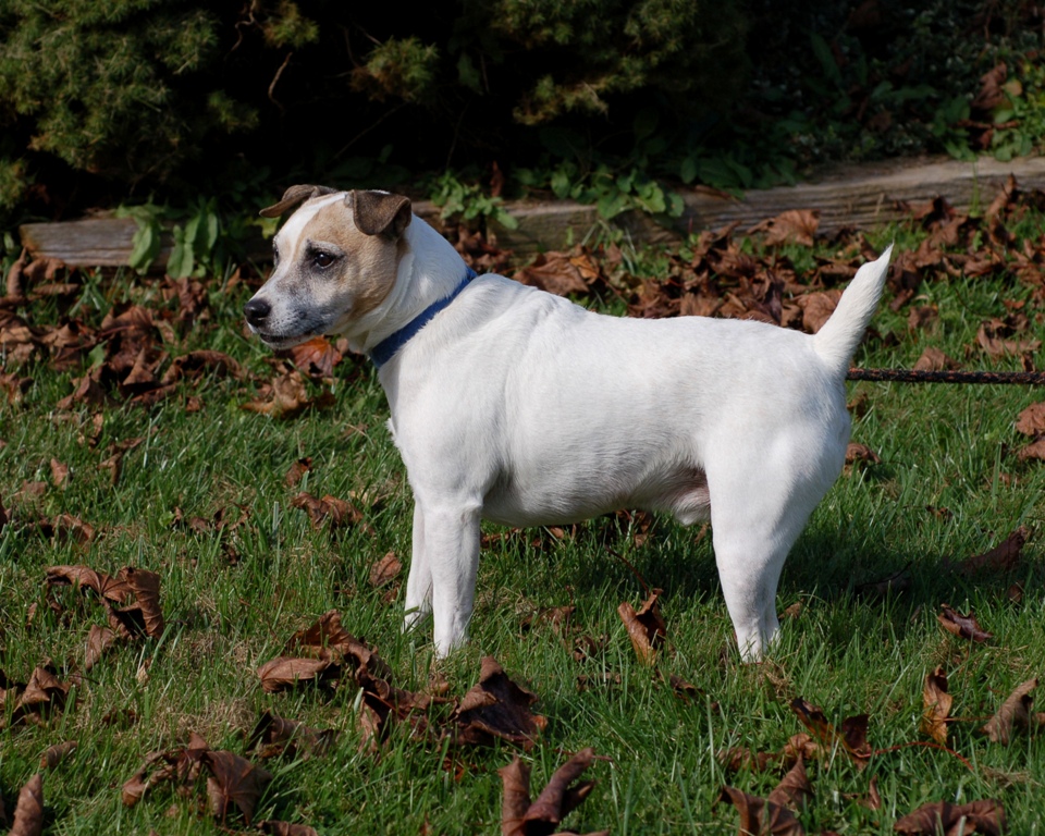 Max-Jack Russell